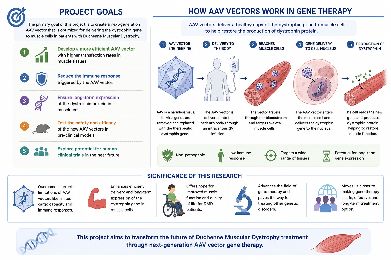 DMD Muscles AAV Therapy