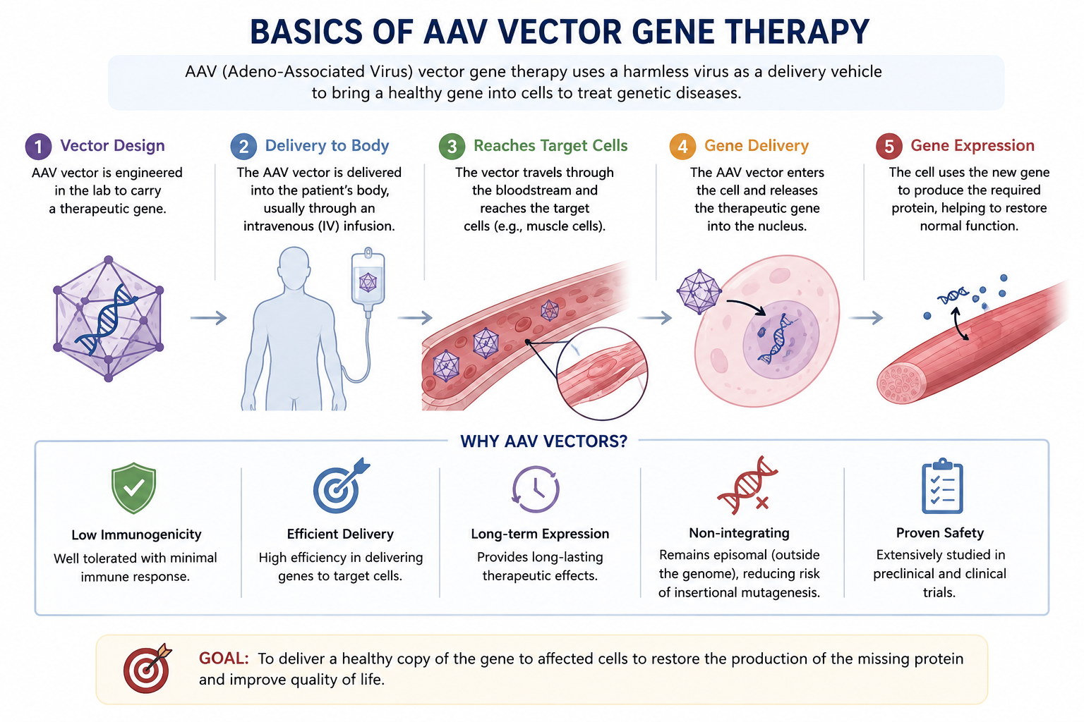 AAV Vector for Gene Therapy
